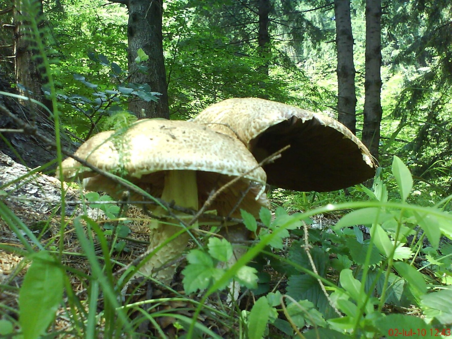 ciuperci