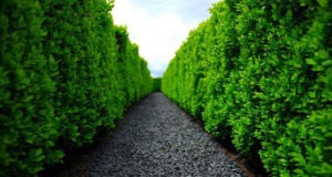 labirint verde