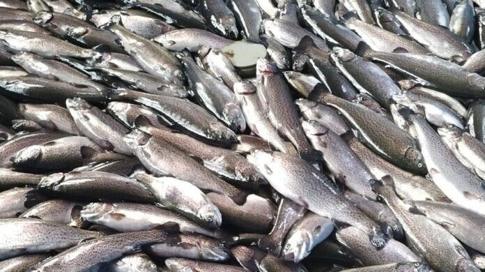 Păstrăvăria Cindrel