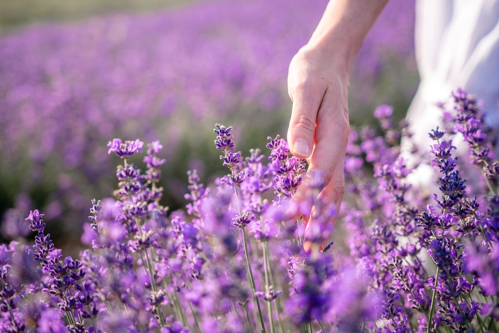 lavanda