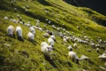 Povestea ciobanului din Tilișca care a fugit din România comunistă cu 1.427 de oi