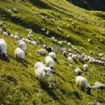 Cioban fugar din România comunistă păște oile pe un deal transilvănean
