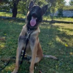 Cățelul Iatac, un cățeluș adoptat, se joacă fericit cu noul său stăpân în curte.